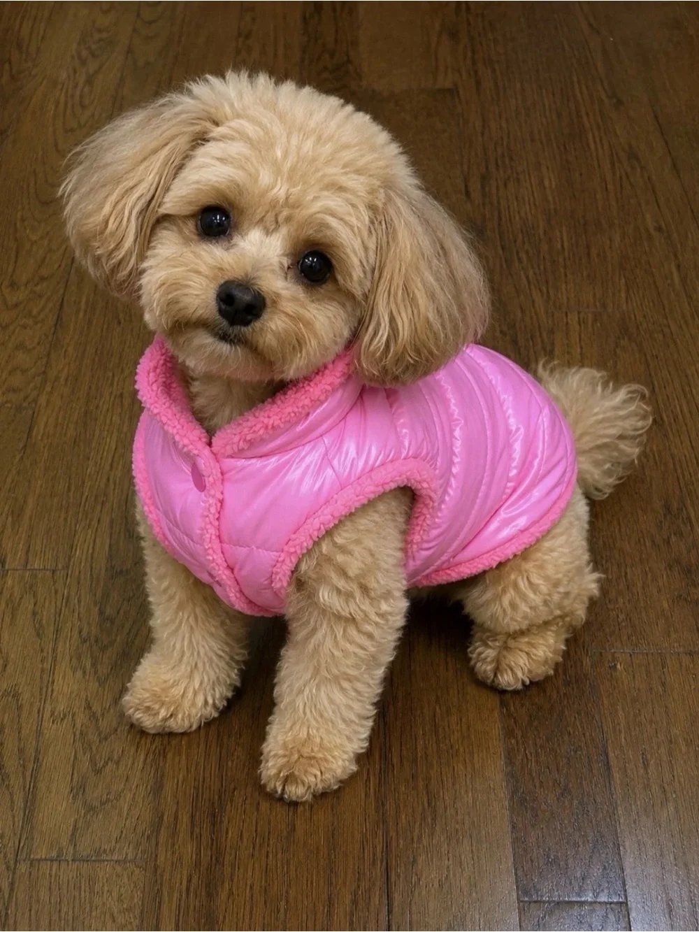 Plush Lined Pink Puffer Dog Coat